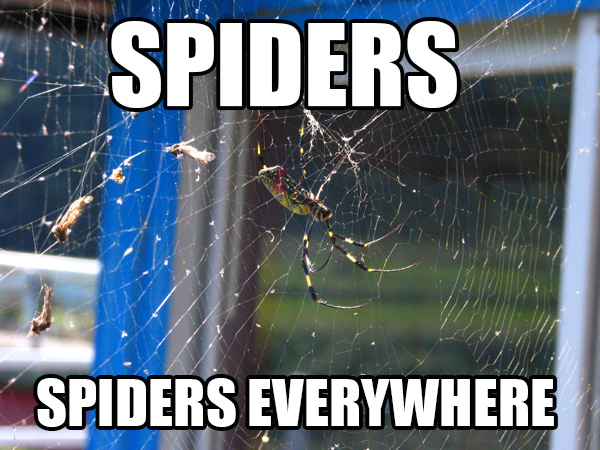 spiders_jorogumo_meme